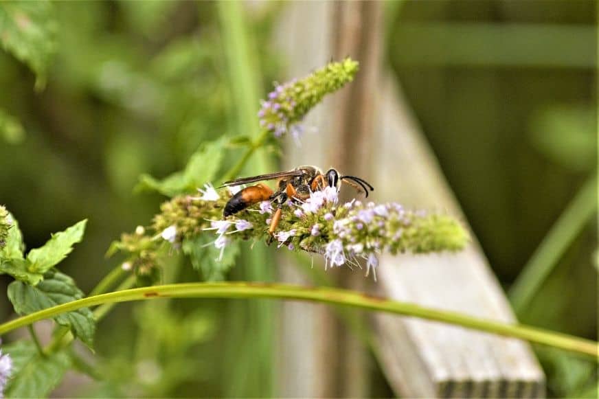 How to Avoid WASPS While Mowing with Lawn