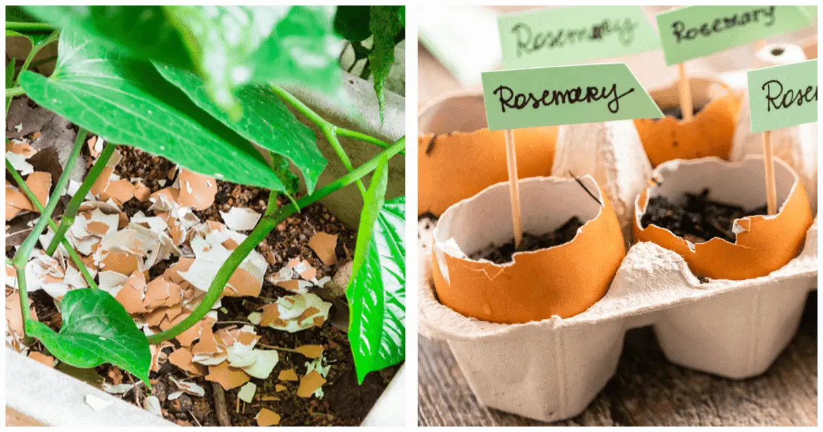 7 Clever Uses for Eggshells Around the House & Garden