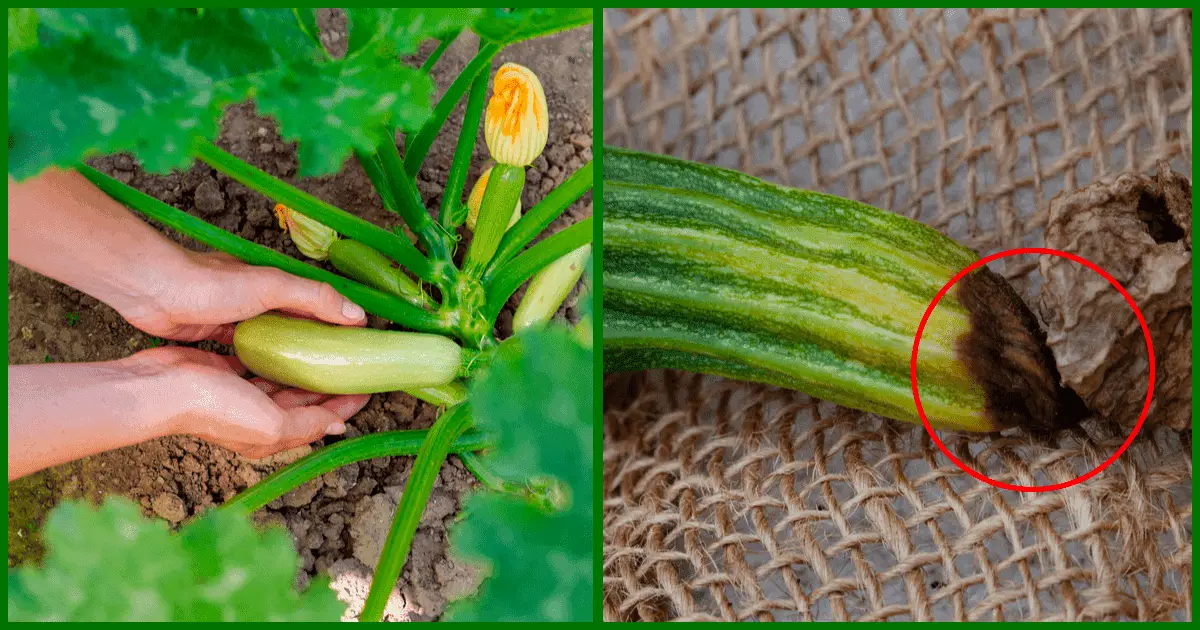 8 Zucchini Growing Secrets For Huge Harvests