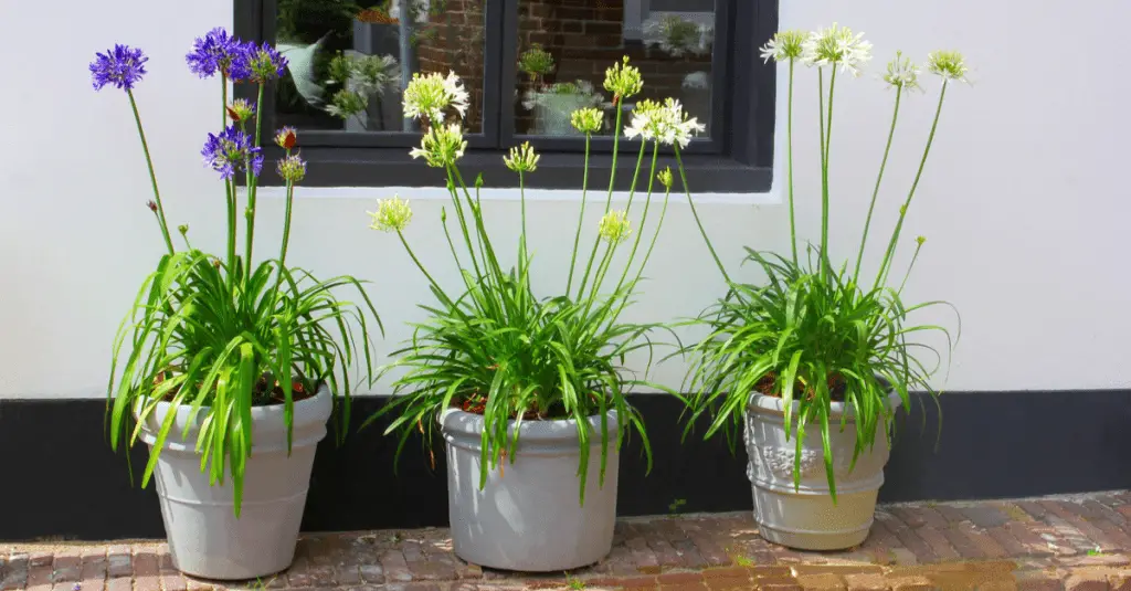 10 of the Best Plants for Outdoor Pots