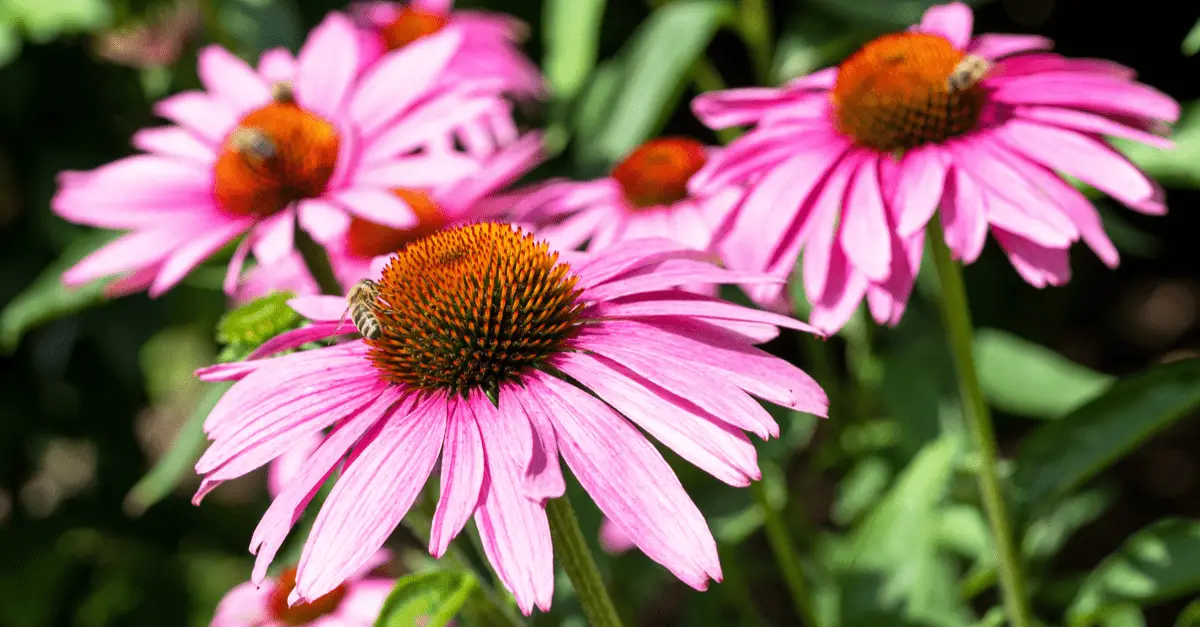 Top 10 Drought Resistant Plants