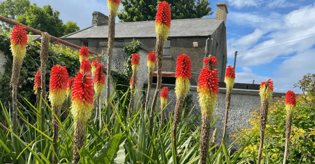 6 Most Exotic Plants To Fill Your Yard