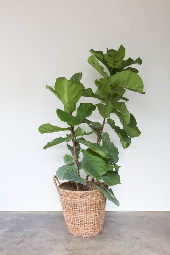 10 Kitchen-Loving Houseplants and How to Care for Them