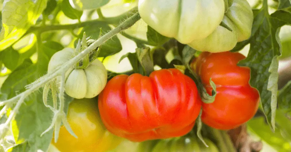 How to Grow Perfect Tomatoes Gardentroop
