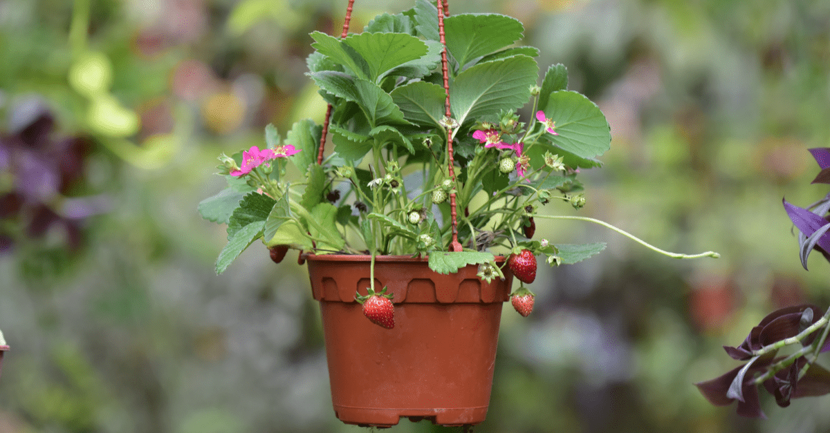 Top 5 Fruits That Grow Happily In Hanging Baskets
