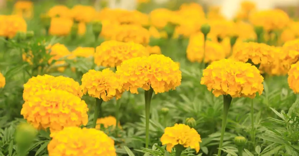 5 Reasons You Need To Grow Marigold