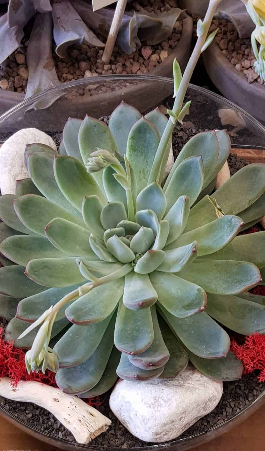 18 Perfect Houseplants That Like Direct Sunlight