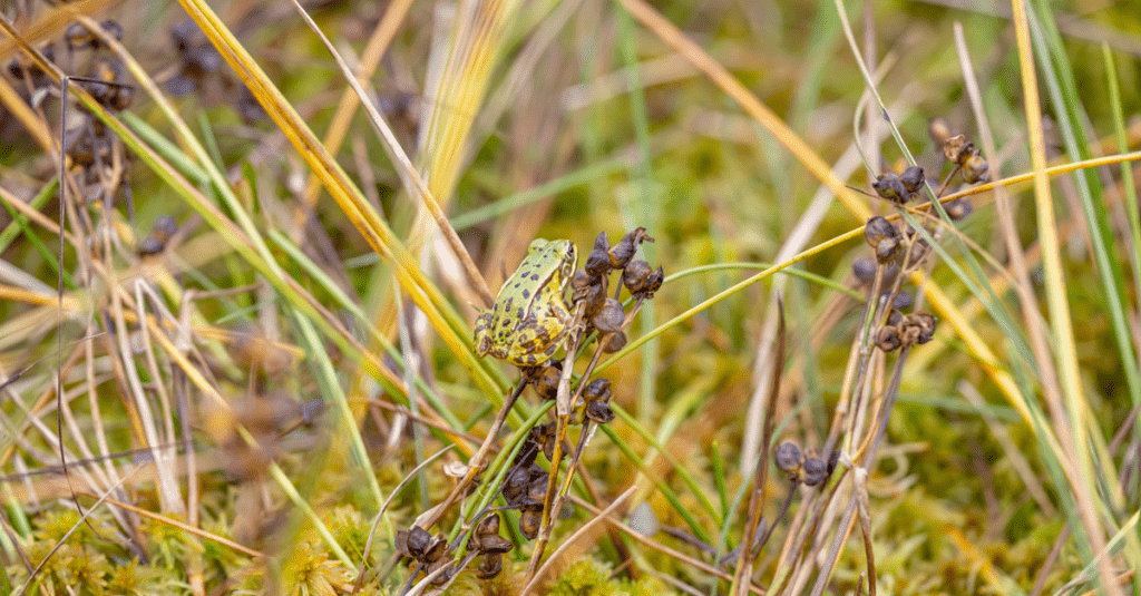 9 Reasons Why Ornamental Grass Should Have a Place in Your Yard