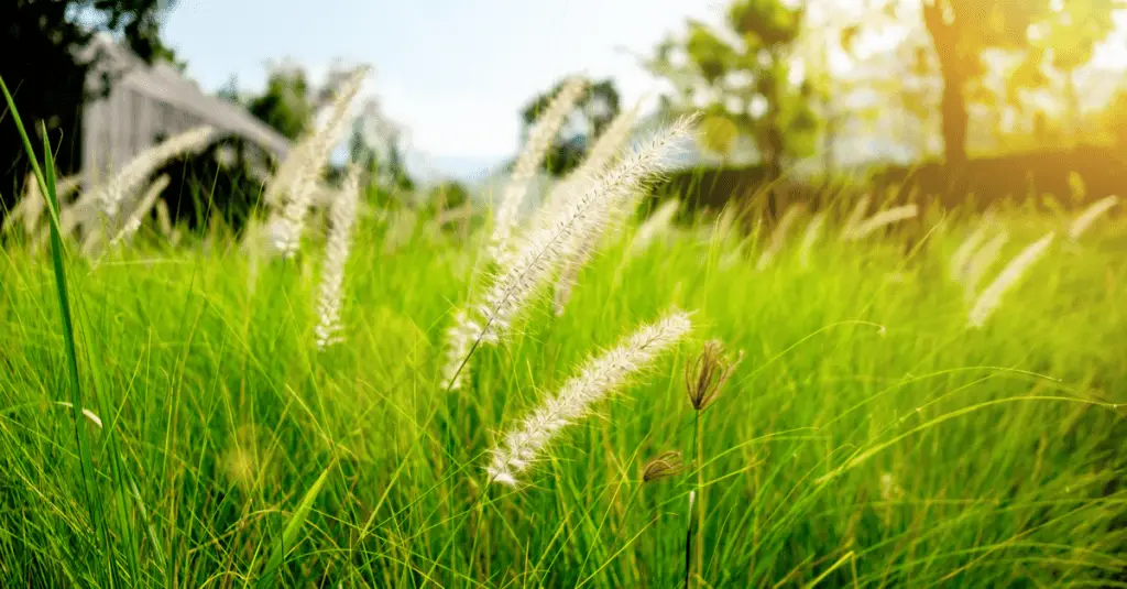 9 Reasons Why Ornamental Grass Should Have a Place in Your Yard