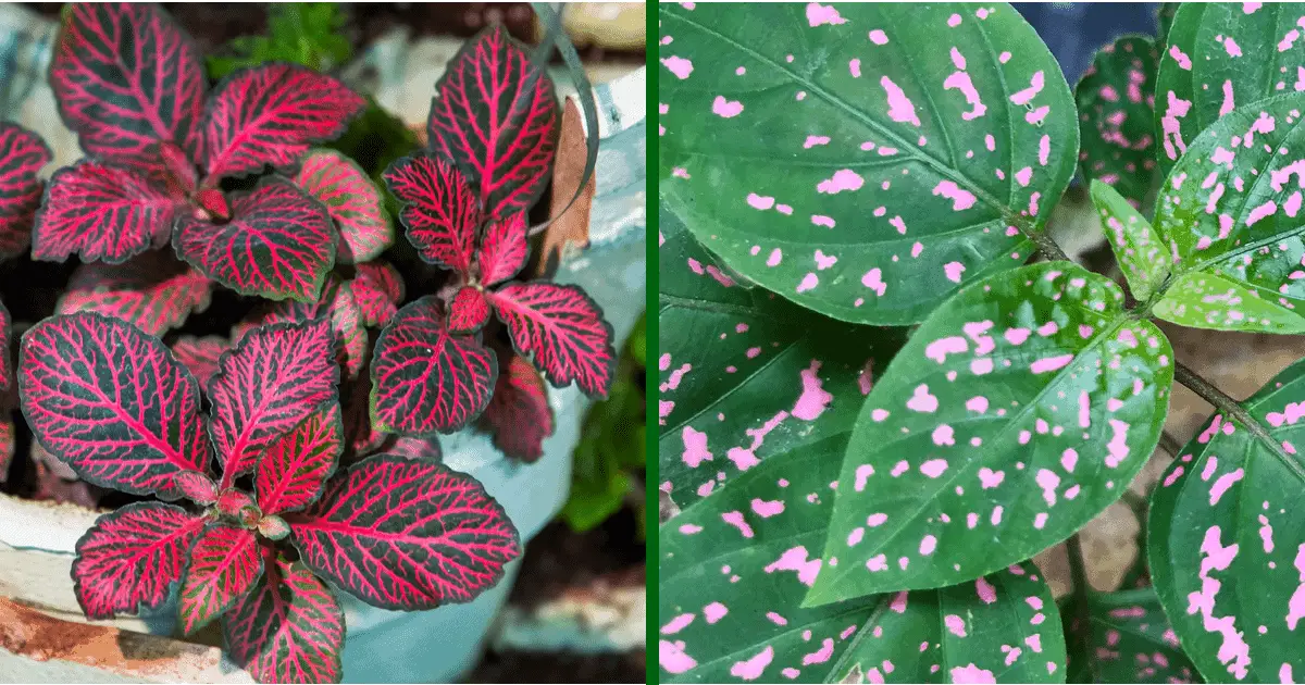 12 Indoor Houseplants With Beautiful Pink Leaves