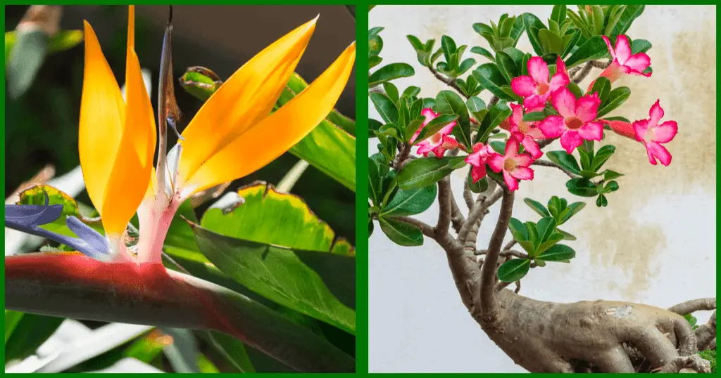 18 Perfect Houseplants That Like Direct Sunlight