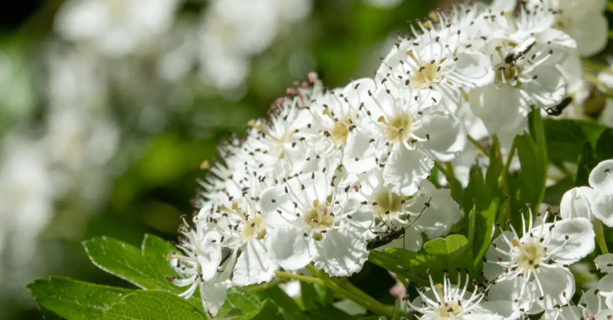 8 Plants To Attract Wildlife Back To Your Yard