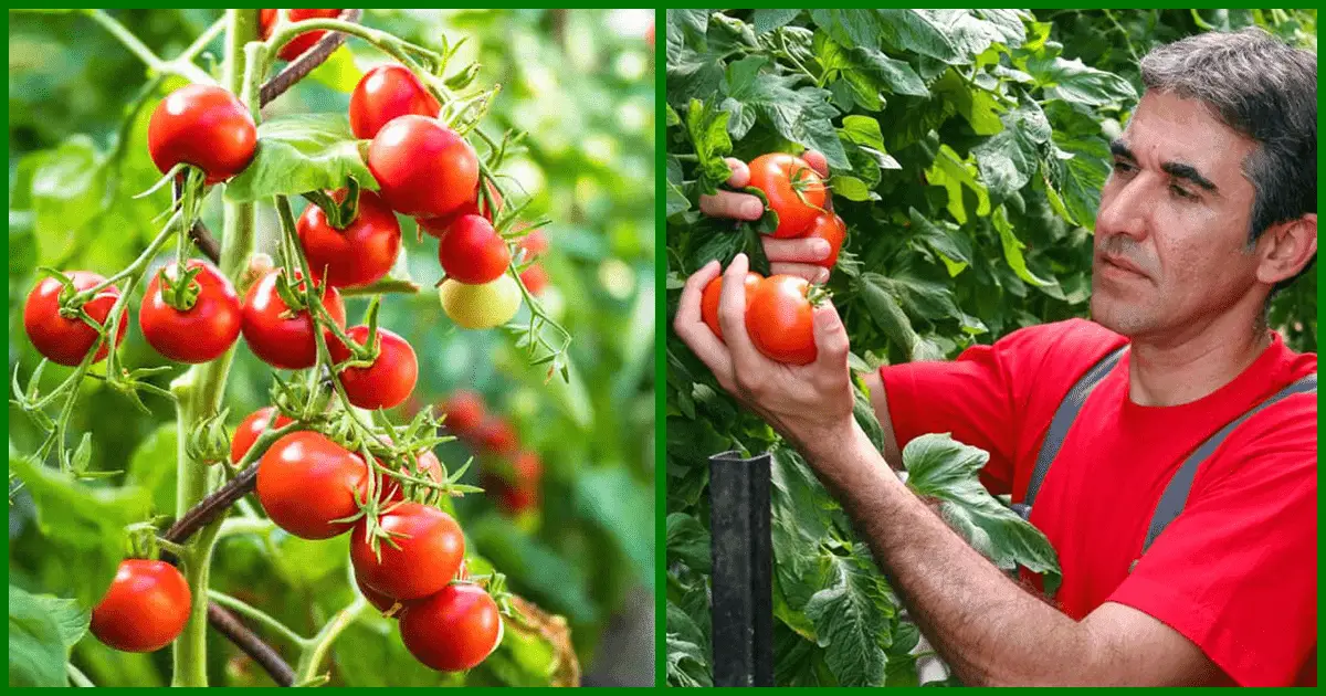 8 Tomato Growing Secrets For Huge Harvests