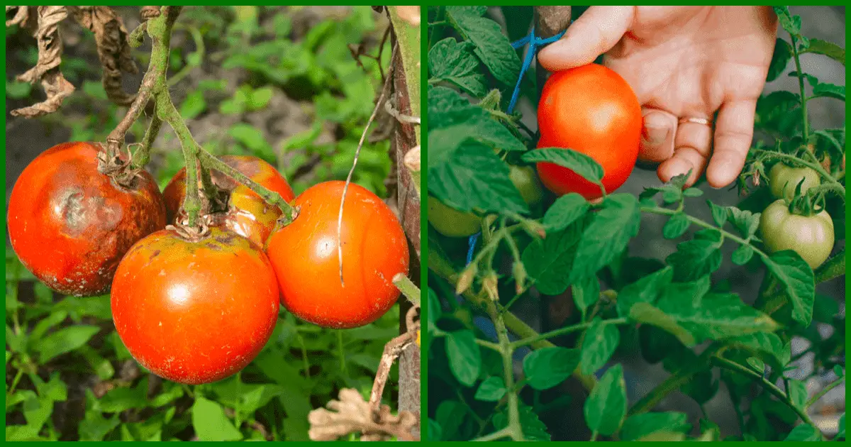10 Tomato Growing Problems and How to Fix Them