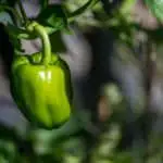 How to Grow Perfect Bell Peppers