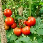 Vining Tomatoes Vs. Bush Tomatoes: What’s The Difference?