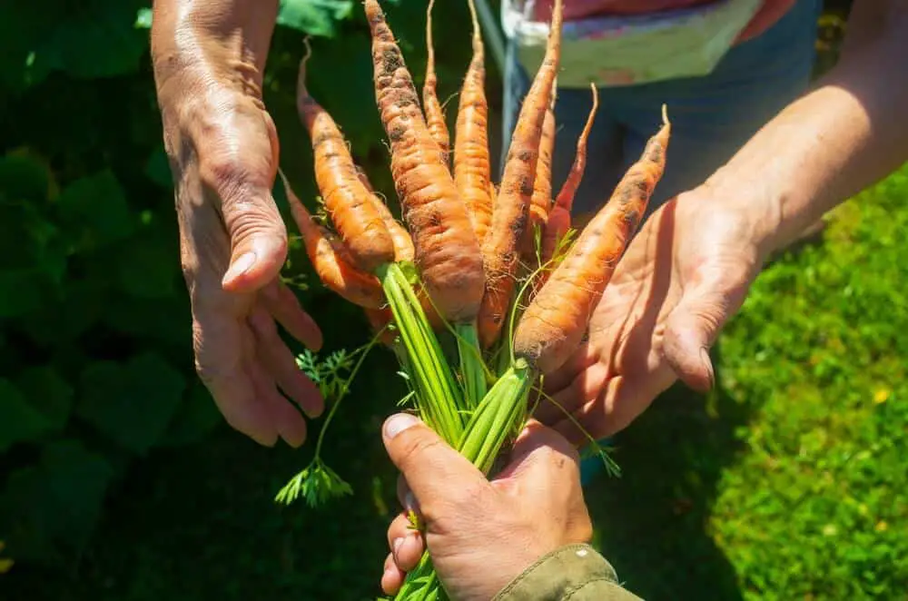 7 Things to Know For a Fabulous Carrot Crop