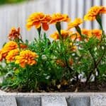 5 Reasons You Need To Grow Marigold