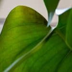 Thrips On Monstera: Causes, Identification & Treatment