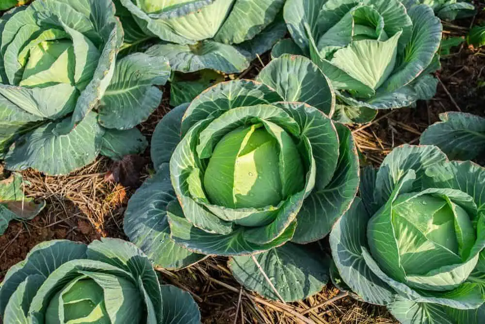 How to Grow Cabbages and Other Brassicas