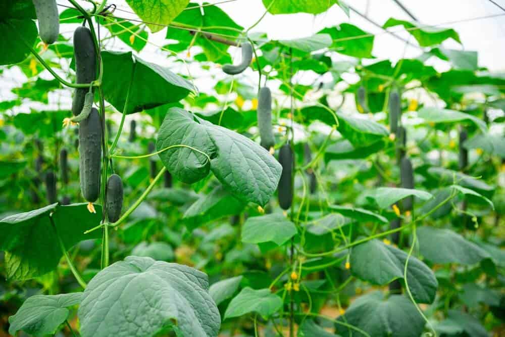How to Grow Perfect Cucumbers