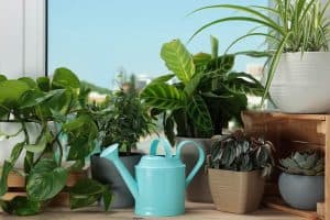 10 Best Indoor Plants That Need No Light (or Sunshine)