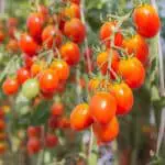 8 Tomato Growing Mistakes To Avoid