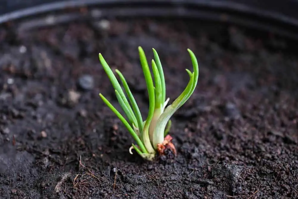 10 Amazing Foods You Can Regrow From Scraps