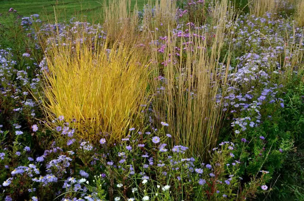 Top 10 Varieties Of Ornamental Grass For Your Flower Beds