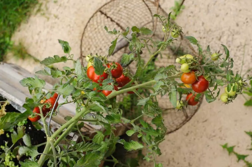 8 Tomato Growing Mistakes To Avoid