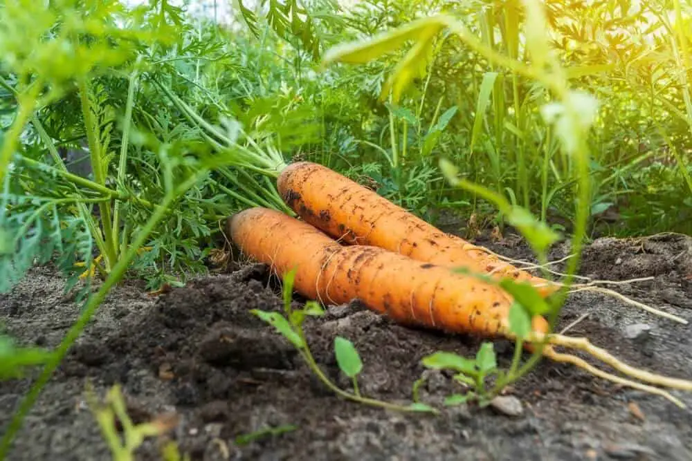 How to Grow Perfect Carrots and When to Harvest Them