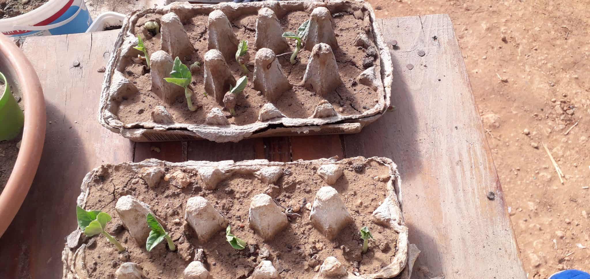 10 FrostTolerant Vegetables To Grow In Fall