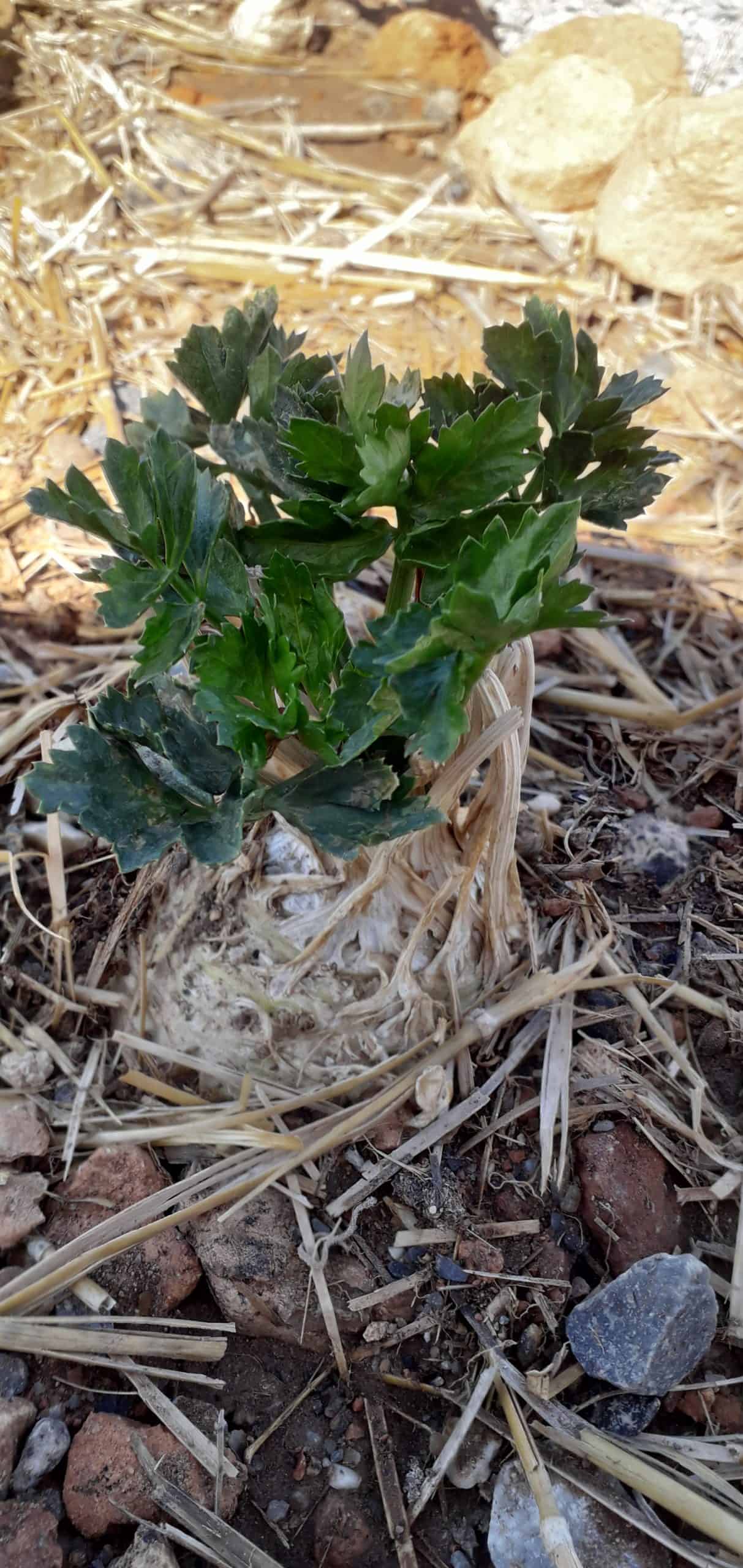 10 FrostTolerant Vegetables To Grow In Fall