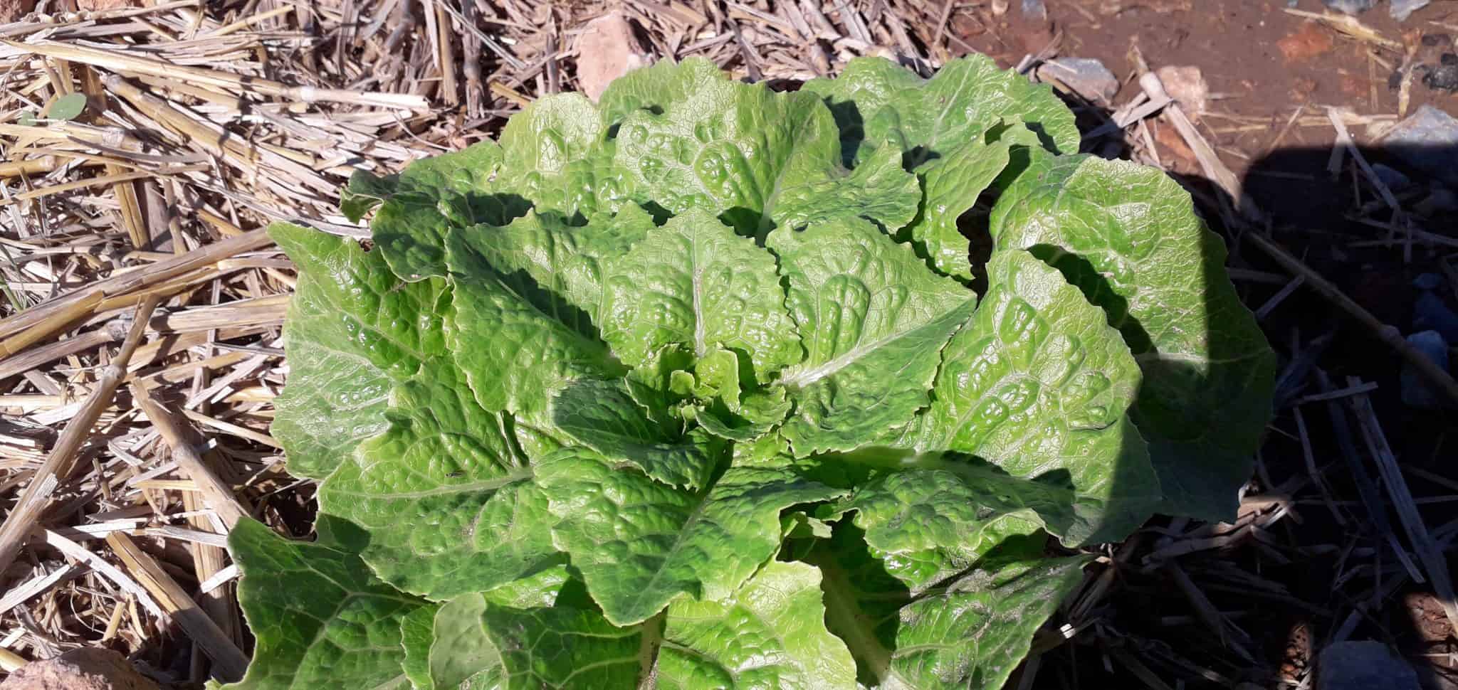 10 FrostTolerant Vegetables To Grow In Fall