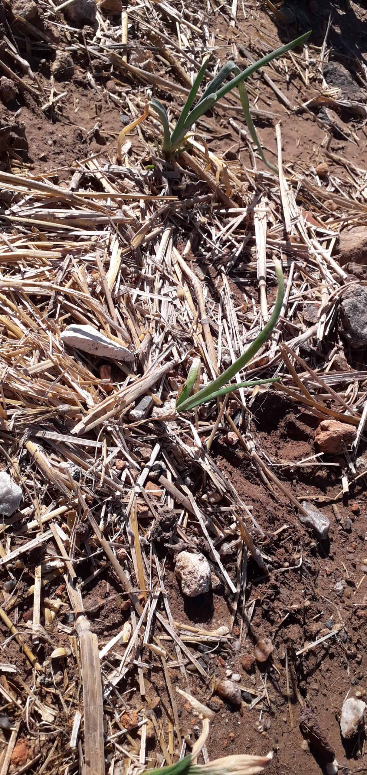 10 FrostTolerant Vegetables To Grow In Fall