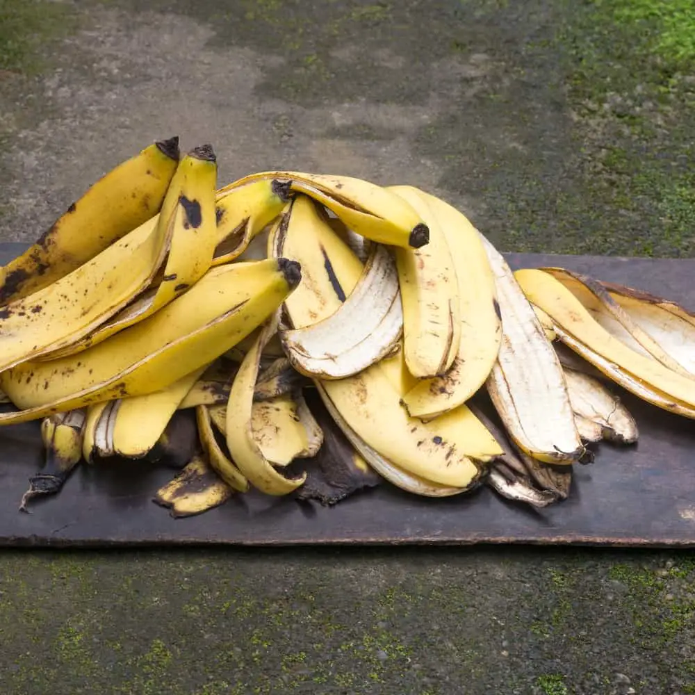 19 Amazing Banana Peel Uses In The Garden (Try These!)