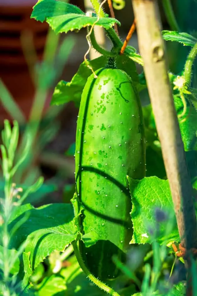 How To Grow Cucumbers Vertically [space Saving Tips]