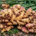 How To Grow Ginger Easily (No Matter Where You Live)