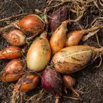 Why Fall Is The Best Time To Plant Onions
