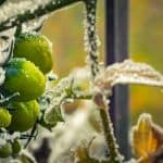 10 Ways To Help Tomatoes Survive Frost This Winter