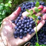 8 Secrets To A Successful Blueberry Harvest