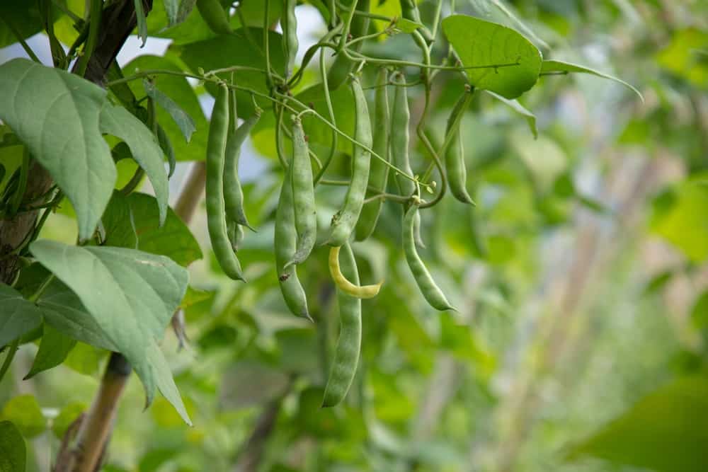 10 Low-Maintenance Vegetables You Can Grow Easily