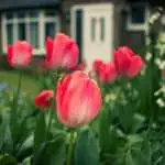 Why Fall Is The Best Time To Plant Tulips
