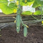 How To Grow Cucumbers Vertically [Space Saving Tips]