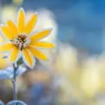 9 Frost-Resistant Flowers [What Will Grow In Winter?]